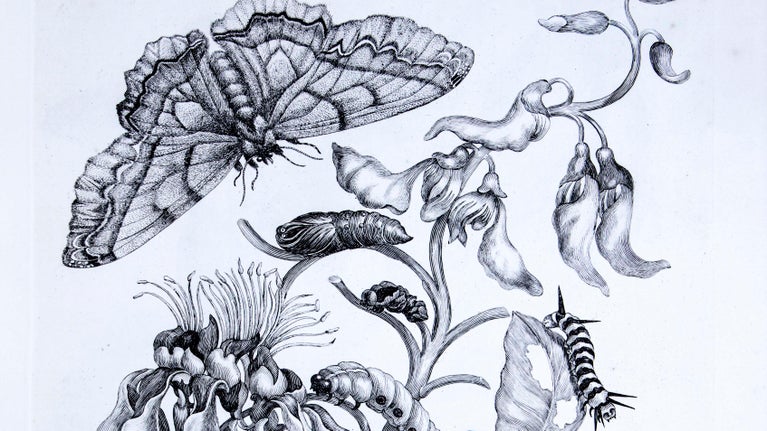Etching showing caterpillars and butterfly from Maria Sibylla Merian’s book
